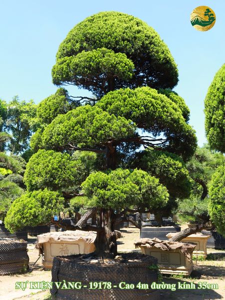 Khám phá bộ sưu tập cây TÙNG CỐI NHẬT BẢN - DUYÊN CỔ TÙNG