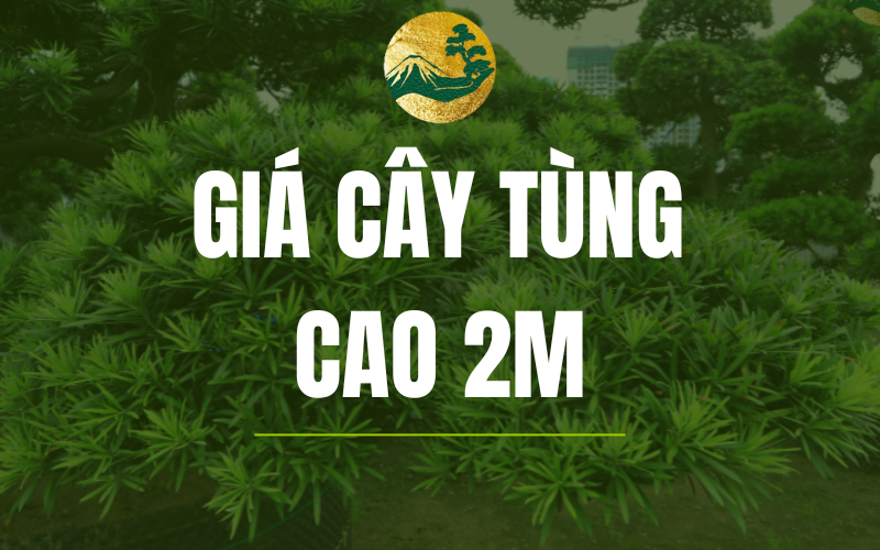 Tìm hiểu về bảng giá cây tùng la hán cao 2m mới nhất 2025