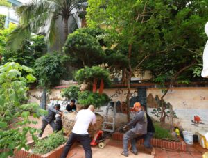 trồng tùng la hán trong ngõ nhỏ