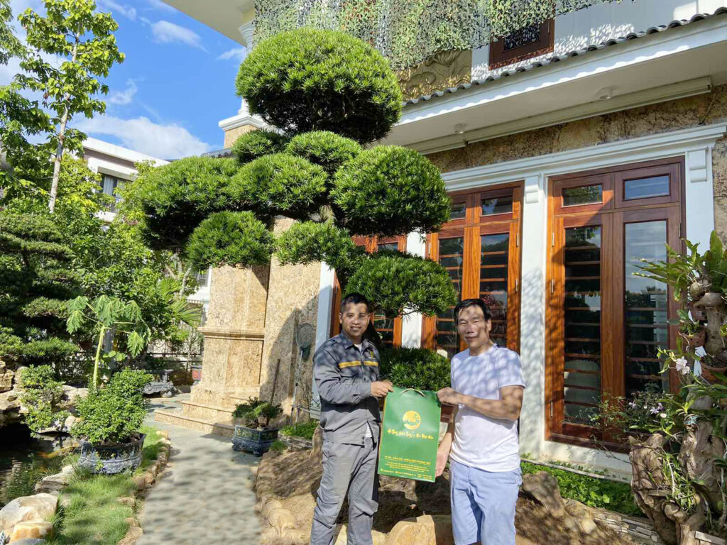 Tùng la hán lá dài - Đặc điểm, ý nghĩa, cách chăm sóc