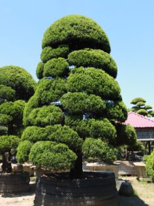 cách cắt tỉa cây tùng cối