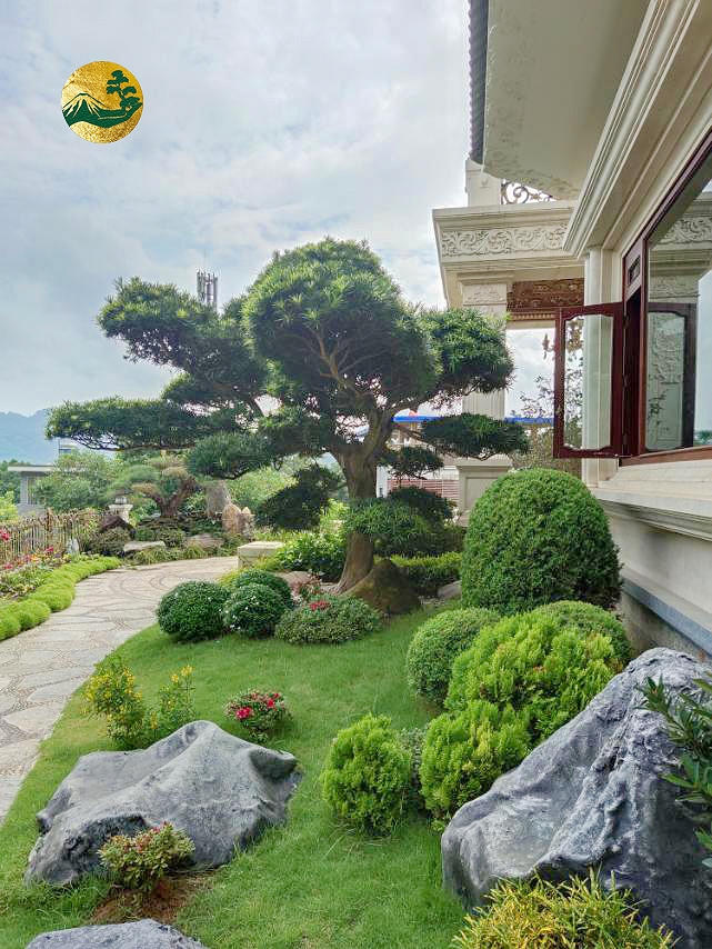 Đồi tùng la hán