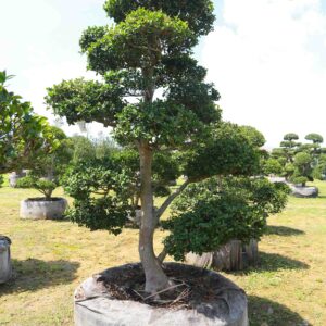 Trà trắng	23187