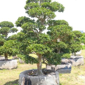 Hoa trà 23192