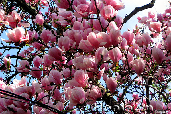 ý nghĩa hoa mộc lan