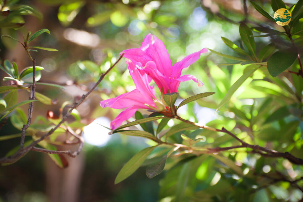 hình ảnh hoa đỗ quyên đẹp