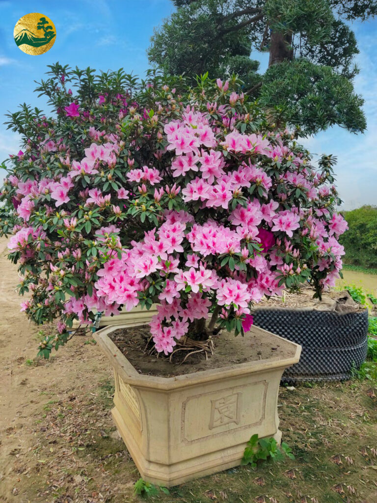 hình ảnh hoa đỗ quyên đẹp