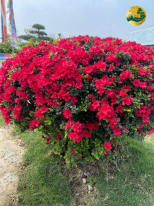 hình ảnh hoa đỗ quyên đẹp