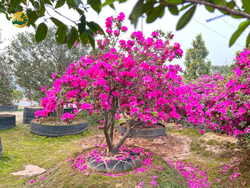 hình ảnh hoa đỗ quyên đẹp