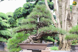 các loại bonsai