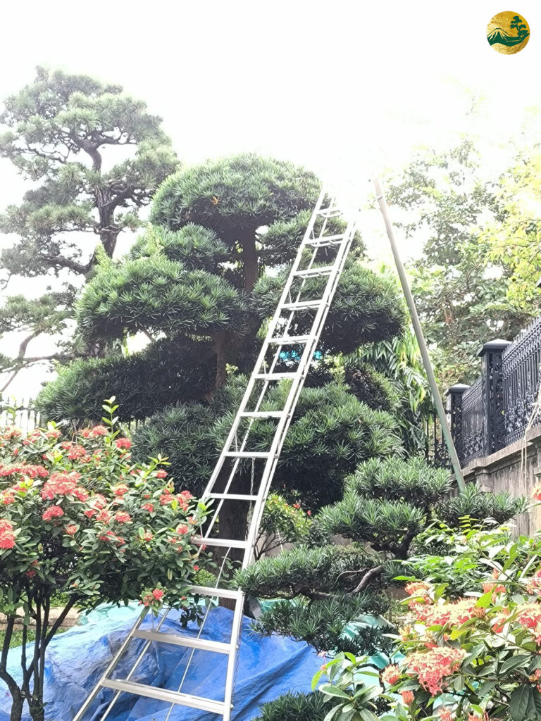 Cắt tỉa tùng la hán vào tháng mấy