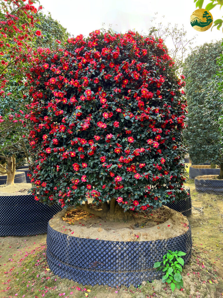 hình ảnh hoa trà nhật bản