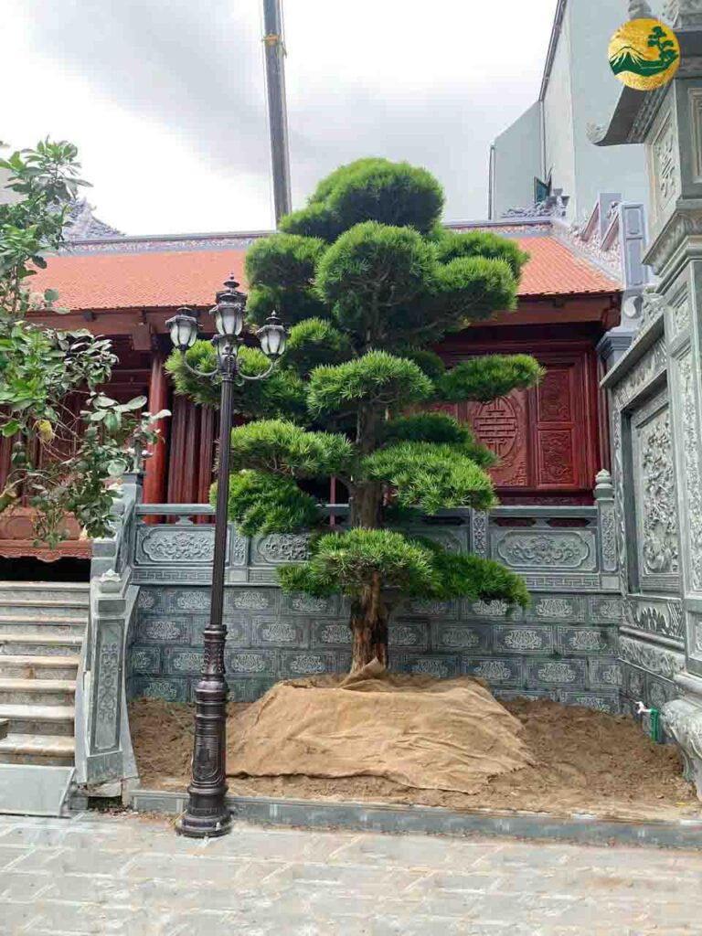 Tùng la hán ở nhà thờ