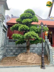 Tùng la hán ở nhà thờ