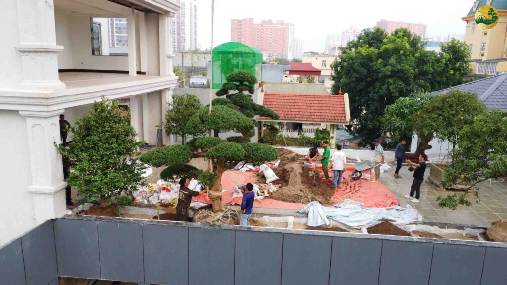 trồng tùng la hán tại trần cung