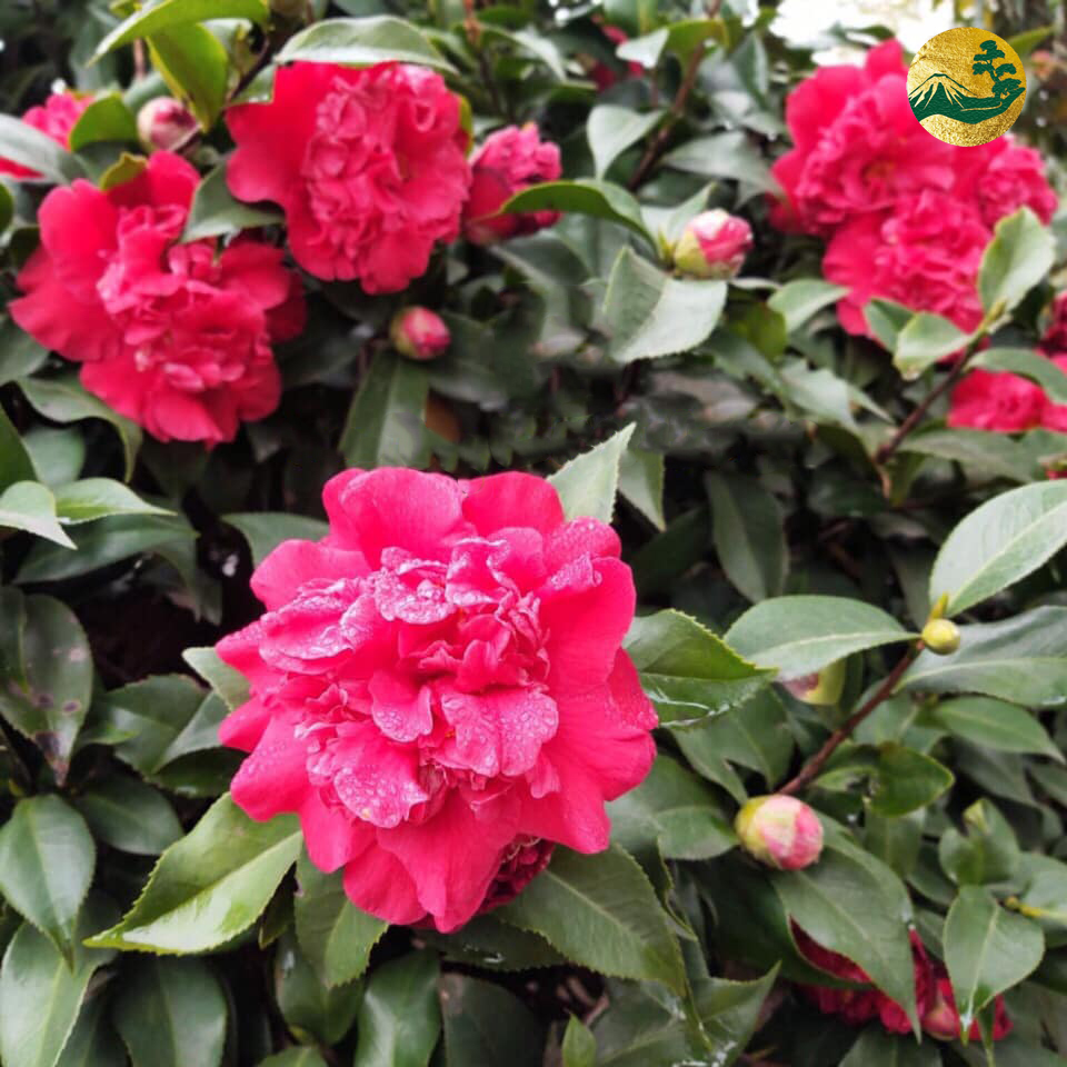 Hoa trà có mấy màu