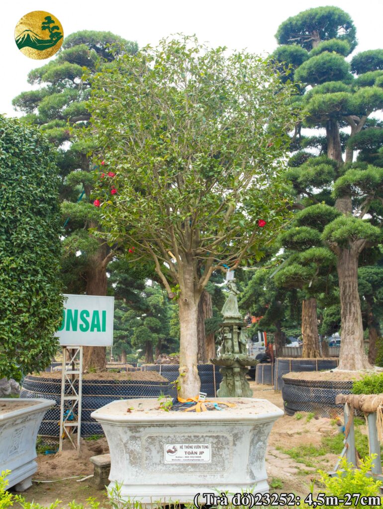 hoa trà nhật đẹp