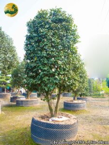 hoa trà nhật đẹp