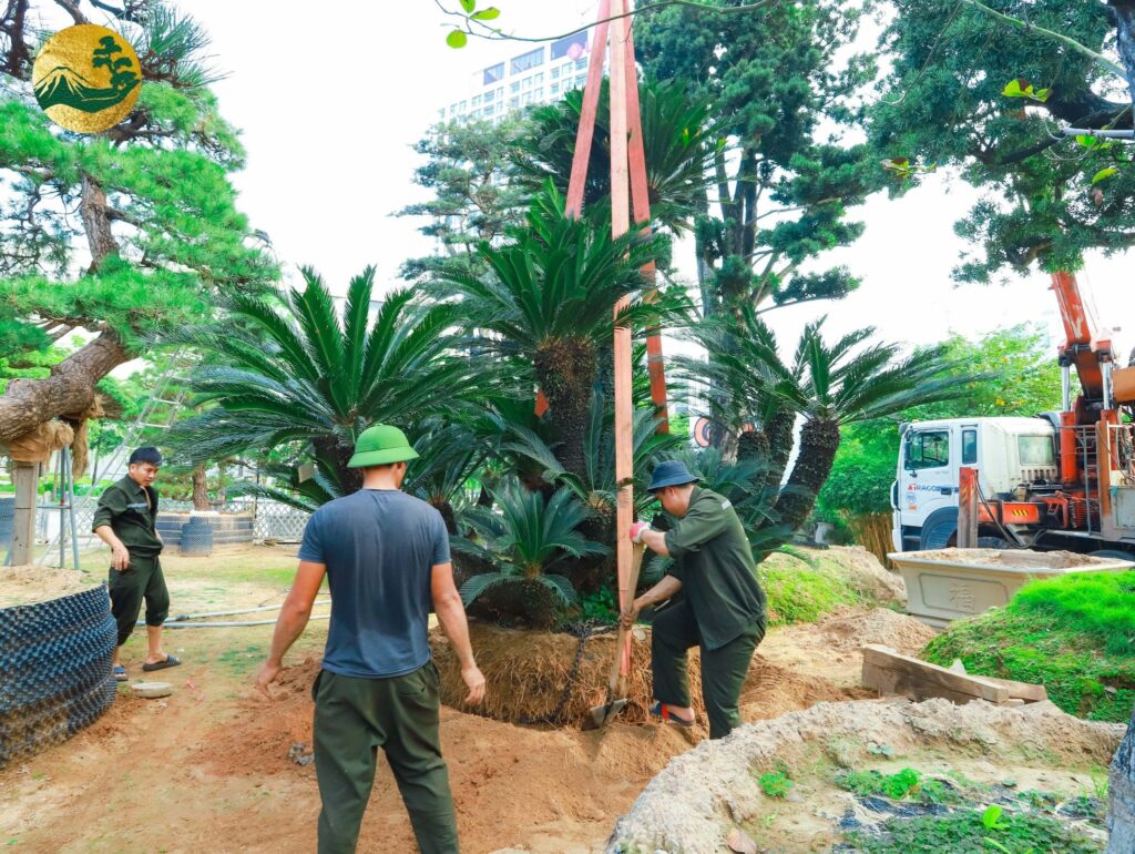 Trồng vạn tuế tại chùa khai nguyên