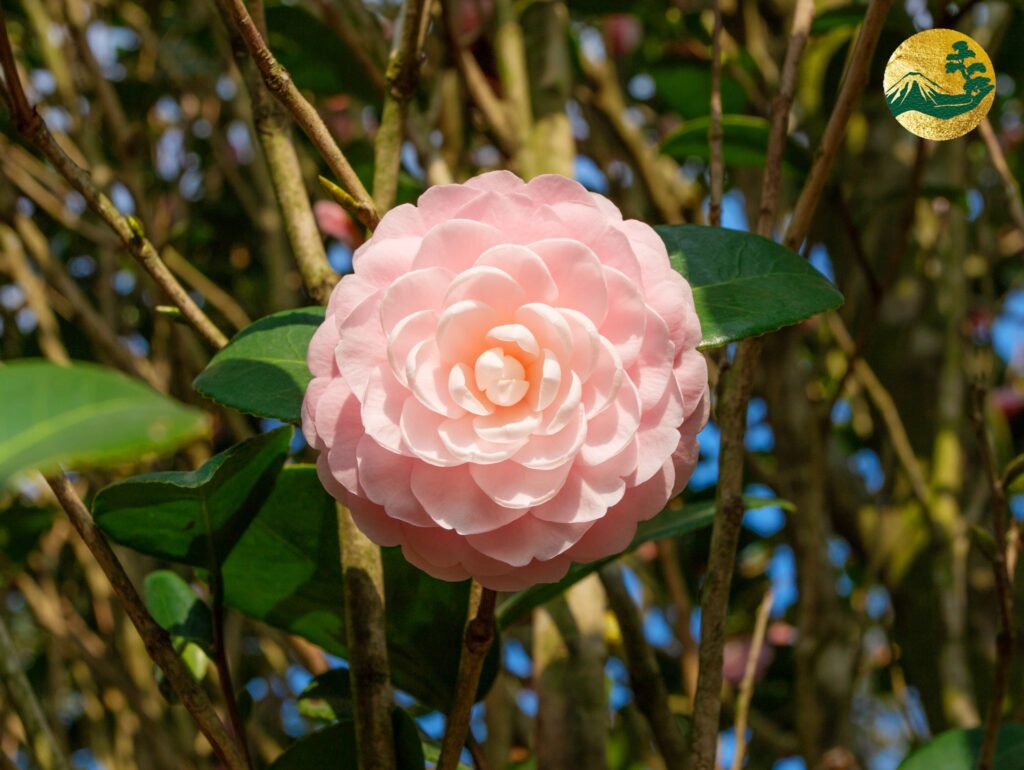 Hoa trà cung đình