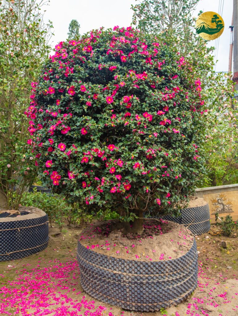 Hoa trà nhật bản