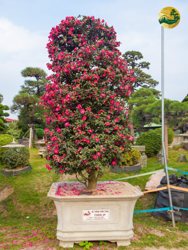 Hoa trà nhật bản