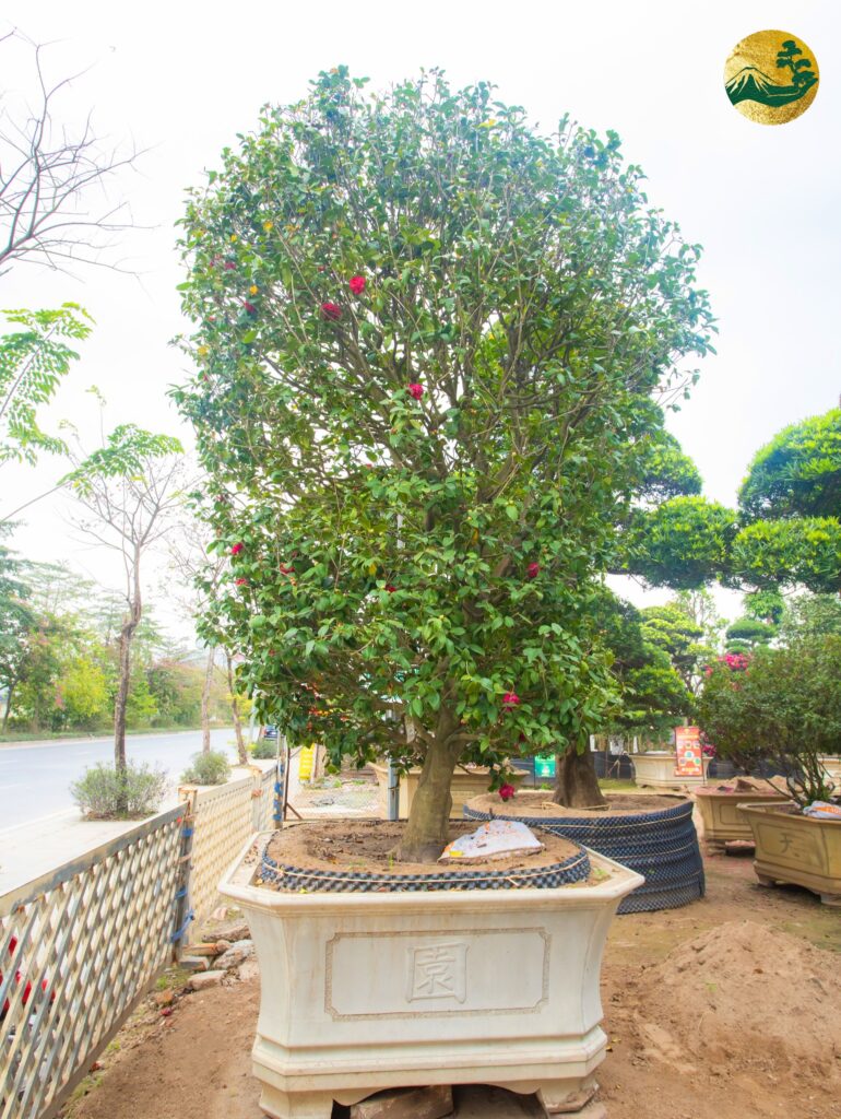 Hoa trà Nhật đỏ