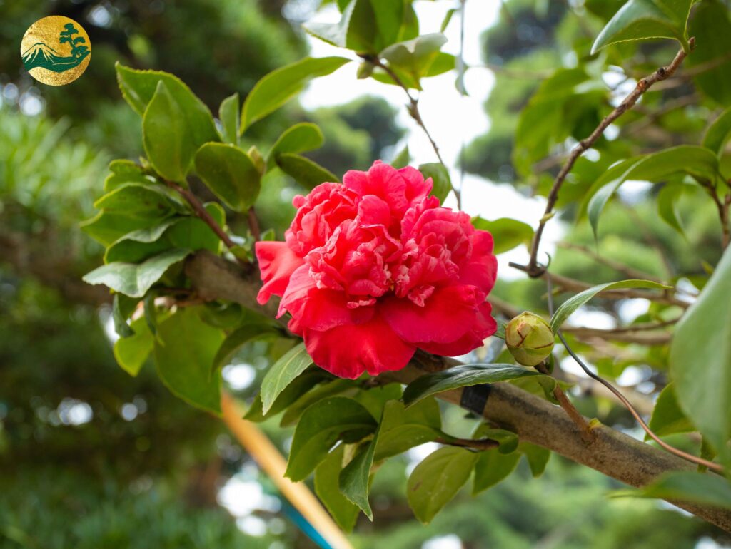 Hoa trà Nhật đỏ