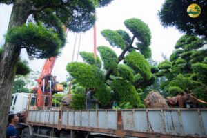 Cận cảnh quá trình cẩu Tùng La Hán tại Toàn JP