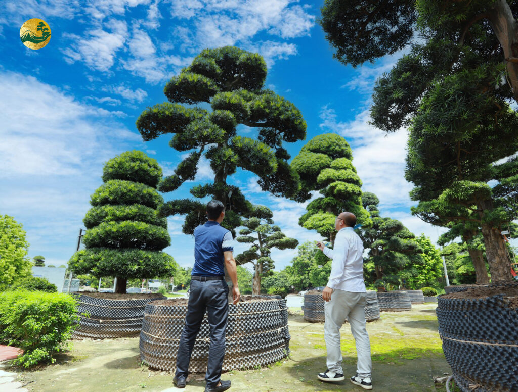 cây cảnh nhật bản