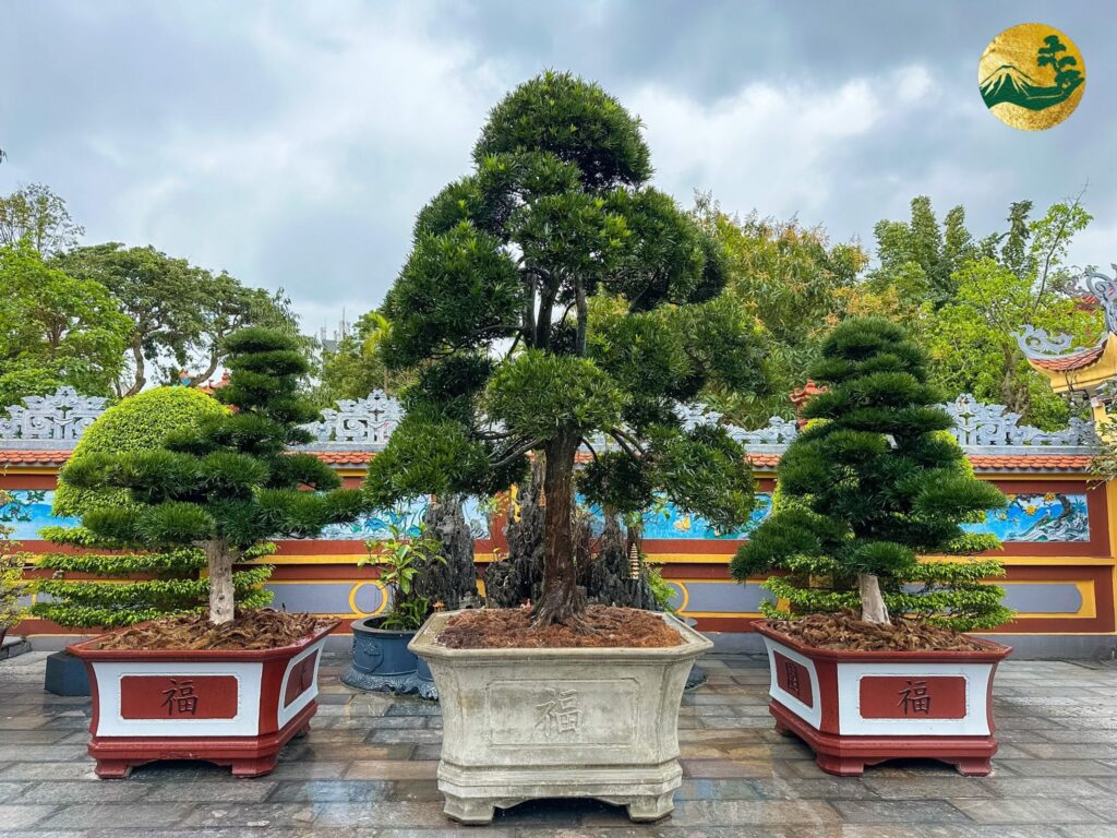 Serie những công trình ý nghĩa - Trồng tùng la hán ở Chùa Ái Mộ