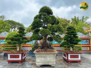 Serie những công trình ý nghĩa - Trồng tùng la hán ở Chùa Ái Mộ