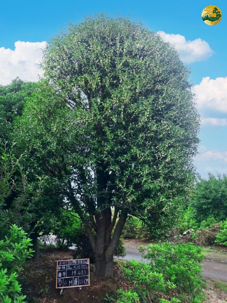 Hệ thống Vườn tùng Toàn JP - Bón phân cho cây mộc hương - Loại phân và thời điểm thích hợp