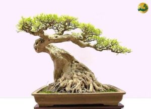 Hệ thống Vườn tùng Toàn JP - Bonsai dáng hoành - Nghệ thuật tạo hình cây cảnh bonsai