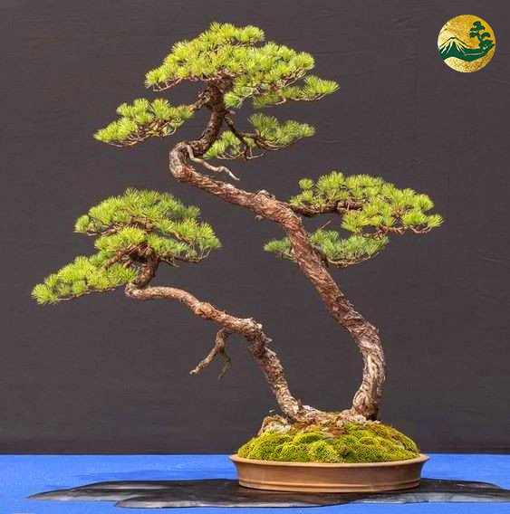 Hệ thống Vườn tùng Toàn JP - Dáng cây phụ tử và ý nghĩa trong nghệ thuật bonsai