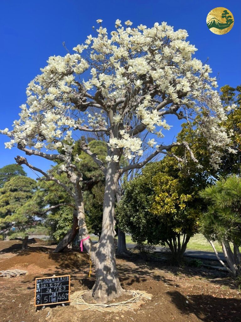 Hệ thống Vườn tùng Toàn JP - Hoa mộc lan hợp khí hậu nào?