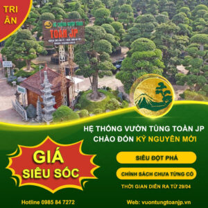 Hệ thống Vườn tùng Toàn JP - "KỶ NGUYÊN MỚI" - Tri ân GIÁ SIÊU SỐC