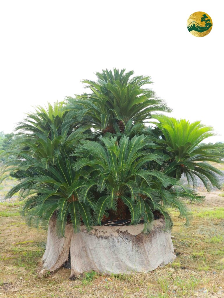 Hệ thống Vườn tùng Toàn JP - Nguyên nhân và biện pháp khắc phục khi cây vạn tuế bị nấm trắng