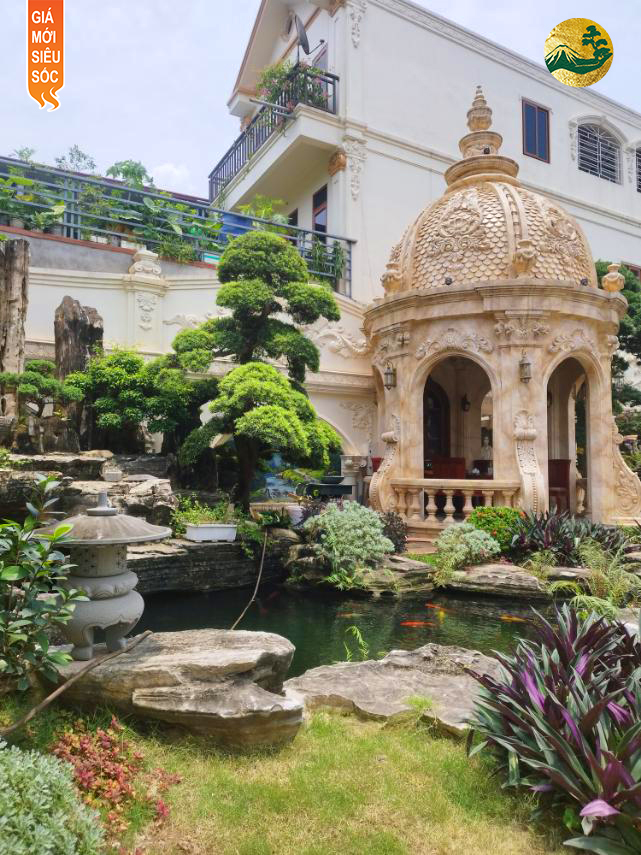 Tại sao tùng la hán lại có giá trị cao và được giới cây cảnh ưa chuộng?