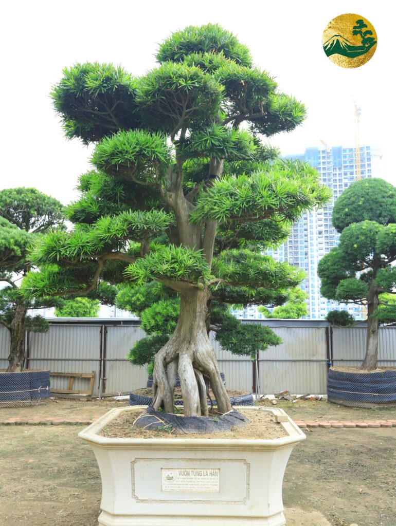 Thú chơi Tùng La Hán - Từ góc nhìn nghệ thuật đến phong thủy