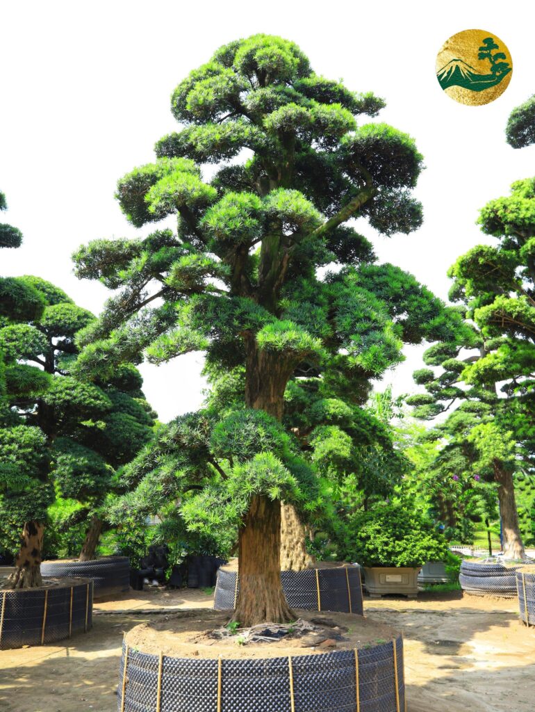 Tùng La Hán - Từ biểu tượng văn hóa đến phong thủy hiện đại