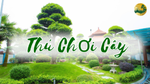 Thú Chơi Cây Cảnh - Nghệ Thuật Dưỡng Tâm, Trí và Thần
