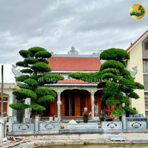 Cây cảnh ngoài trời - Ý nghĩa và phong thủy trong không gian sống