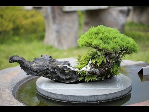 Đặc điểm của dáng Ishizuke trong nghệ thuật bonsai Nhật Bản