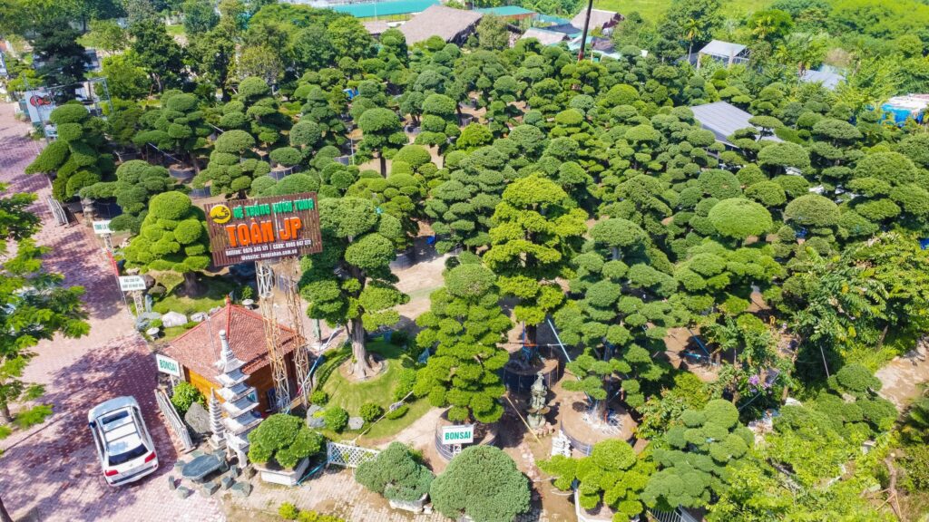 Hệ Thống Vườn Tùng Toàn JP