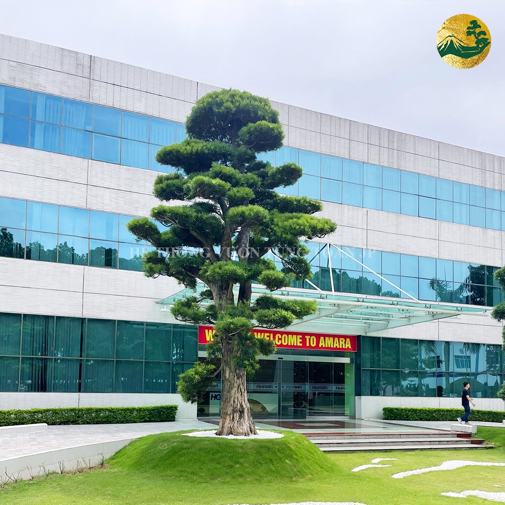 Những yếu tố ảnh hưởng đến giá của cây tùng la hán Nhật Bản