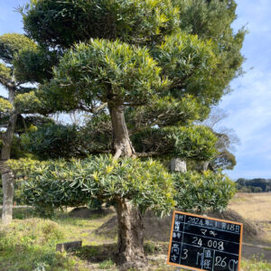 Tùng La Hán 24008