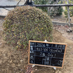 Đỗ Quyên 24041