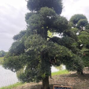 Tùng La Hán 241019