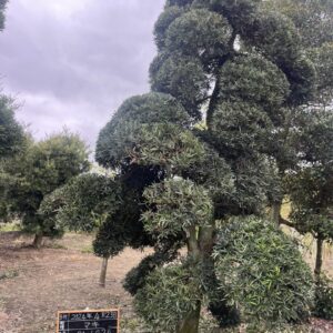 Tùng La Hán 241024